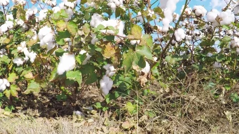 Countryside in the fall. Cotton field. Stock Footage 81642547
