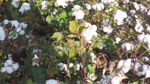 Countryside in the fall. Cotton field. Stock Footage 81642682