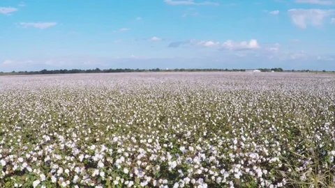 Countryside in the fall. Cotton field. Stock Footage 81642759
