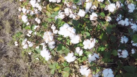 Countryside in the fall. Cotton field. Stock Footage 81642825