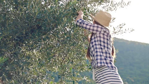 Countryside farmer in hat using rake for plucking ripe olives from the tree Video stock 234113265