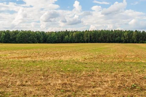 Countryside Field. Green Corn Maize Field in Early Stage. Agricultural Landscape Stock Photos