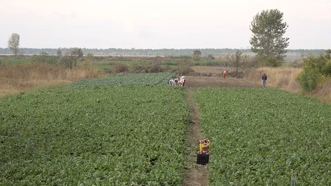 Countryside Field With Working People Stock Footage 99000938