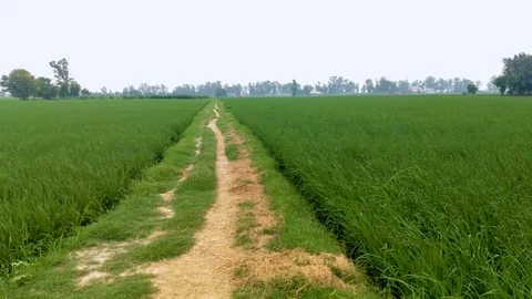 Countryside fields on a rain day Stock Footage 114119228