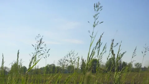 Countryside Fields in a Windy Day Stock Footage 75061056