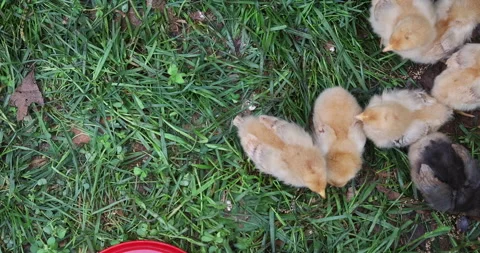 In countryside, flock of tiny chickens is eating from a special feeder. 스톡 동영상 273166005