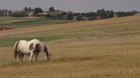 Countryside Video stock 30756259