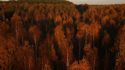 Countryside forest Stock Footage 97136529