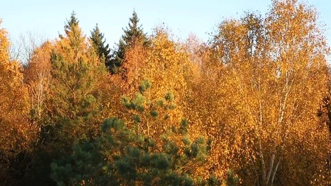 Countryside forest Stock Footage 97136582