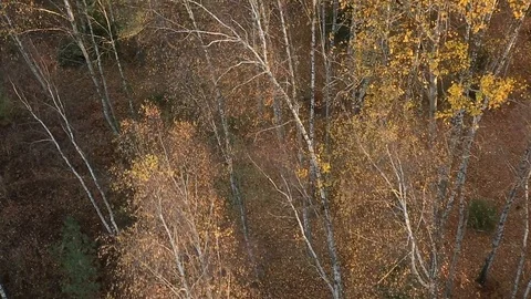 Countryside forest Stock Footage 97136600