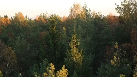 Countryside forest Stock Footage 97136608