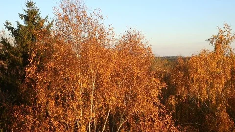 Countryside forest Stock Footage 97136788