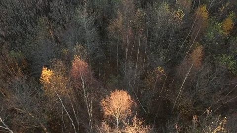 Countryside forest Stock Footage 97136860