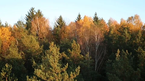 Countryside forest Stock Footage 97137055
