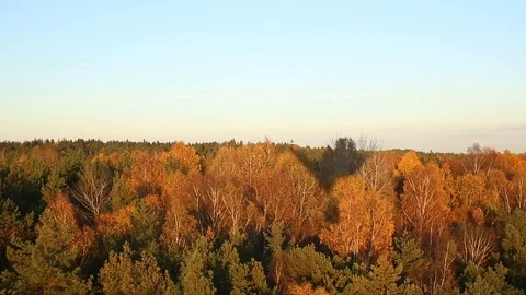 Countryside forest Stock Footage 97137131