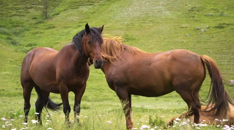 Countryside, green, horses Stock Footage