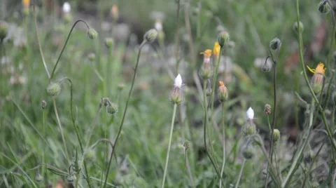 Countryside, high grass Stock Footage 40828798