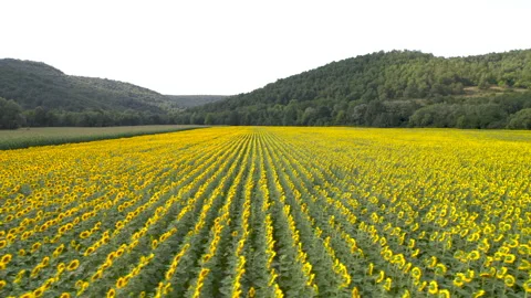 Countryside landscape and panoramic view with blooming yellow sunflower flowers Stock Footage 203893567