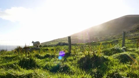 Countryside Landscape, Sheep 스톡 동영상 81713176