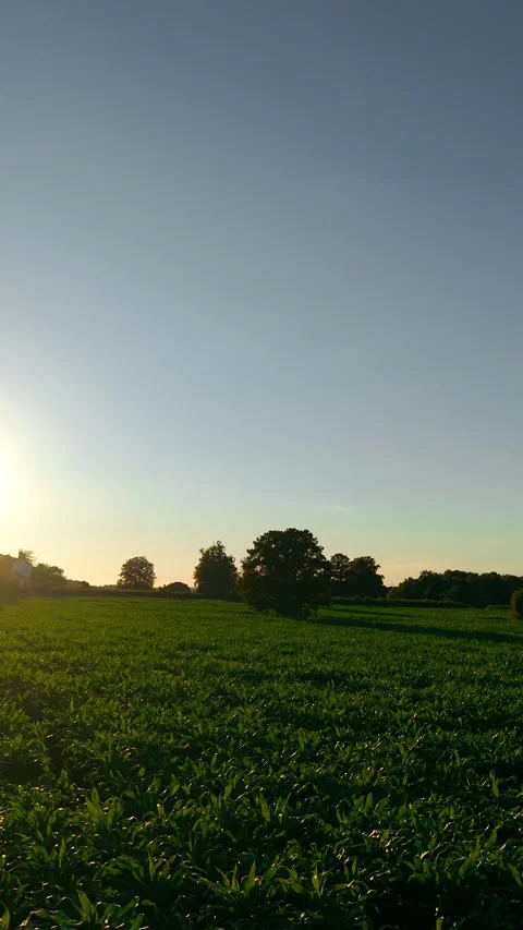 Countryside maize plantation with long tree shadows, vertical orientation Stock Footage 340195588
