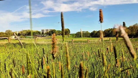 Countryside Meadow with Wild Grass and Summer Rural Landscape Stock Footage 334736612