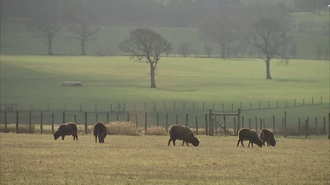 Countryside mid static with 5 black sheep grazing Stock Footage 73220694