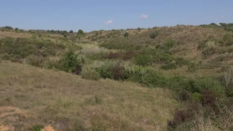 Countryside nature plants trees cane peaceful day summer sunlight zoom Stock Footage 333581024