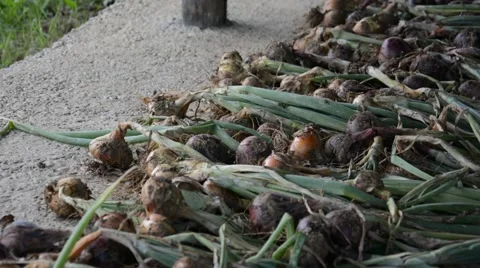 Countryside, onions drying Stock Footage 40829093