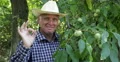 Countryside Orchard Nuts Tree Happy Gardener Thumbs Up Recommends Good Fruits 4k or 4k+ Resolution