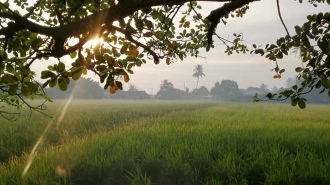 Countryside, paddy fields over Kepala Batas, Penang Stock Footage 289028734