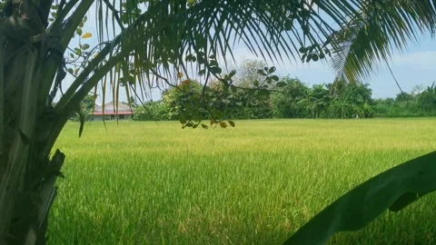 Countryside, paddy fields over Kepala Batas, Penang Stock Footage 289028868