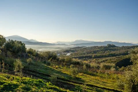 Countryside panoramic view, olive trees, rolling hills and green fields. Stock Photos