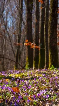 Countryside park in spring Stock Photos