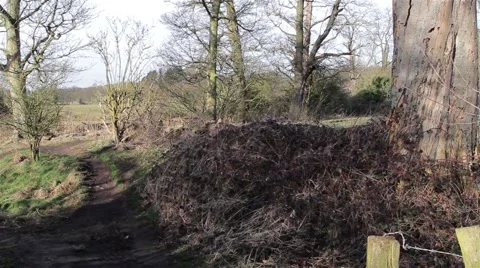 Countryside Path and shrubs Stock-Footage 48987859