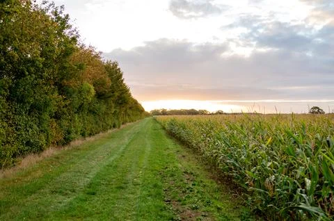 Countryside path between cornfield and trees at sunrise. Stock Photos
