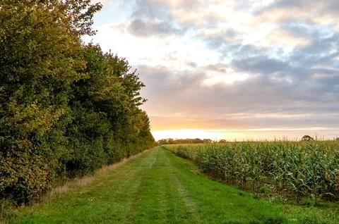 Countryside path between cornfield and trees at sunrise. Stock Photos