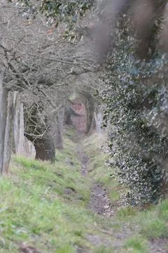 Countryside path Stock Photos