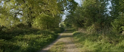 Countryside Path with Trees in the Sun Video stock 129303924