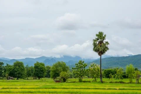 Countryside Stock Photos