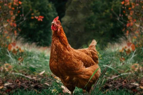 Countryside. Red hen walking free on farm. Stock Photos
