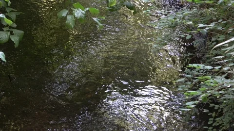 Countryside River With Overhanging Tree Stock Footage 93395079