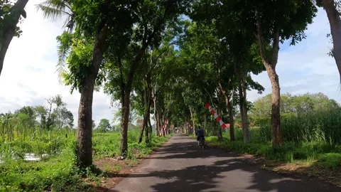 Countryside Road Surrounded by Trees – Rural Path in Yogyakarta Stock Footage 320891908