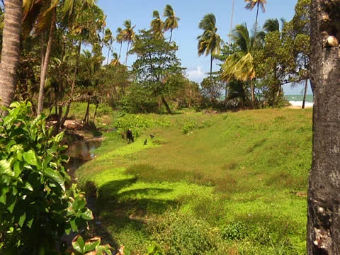 Countryside Scene Video stock 25946402