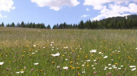 Countryside in Styria   Stock Footage 599326