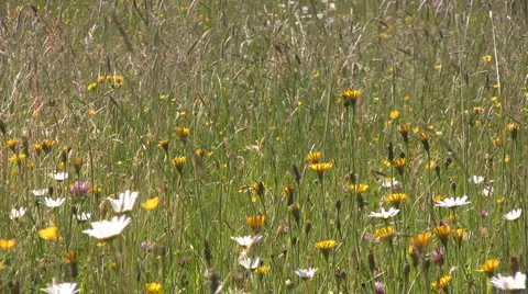 Countryside in Styria Stock Footage 2975854