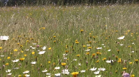 Countryside in Styria Video stock 2975869