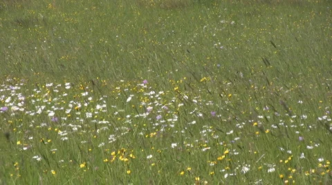Countryside in Styria Stock Footage 2975909