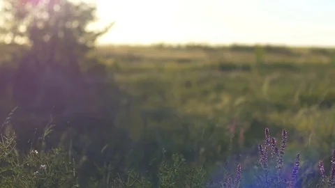 Countryside Summer Evening 스톡 동영상 70989830