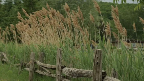 Countryside summertime slow motion capture Stock Footage 246339124