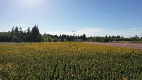 Countryside Sunflower Field Stock Footage 285804963